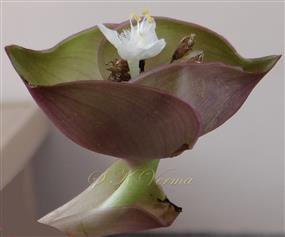  Involucre with one open flower